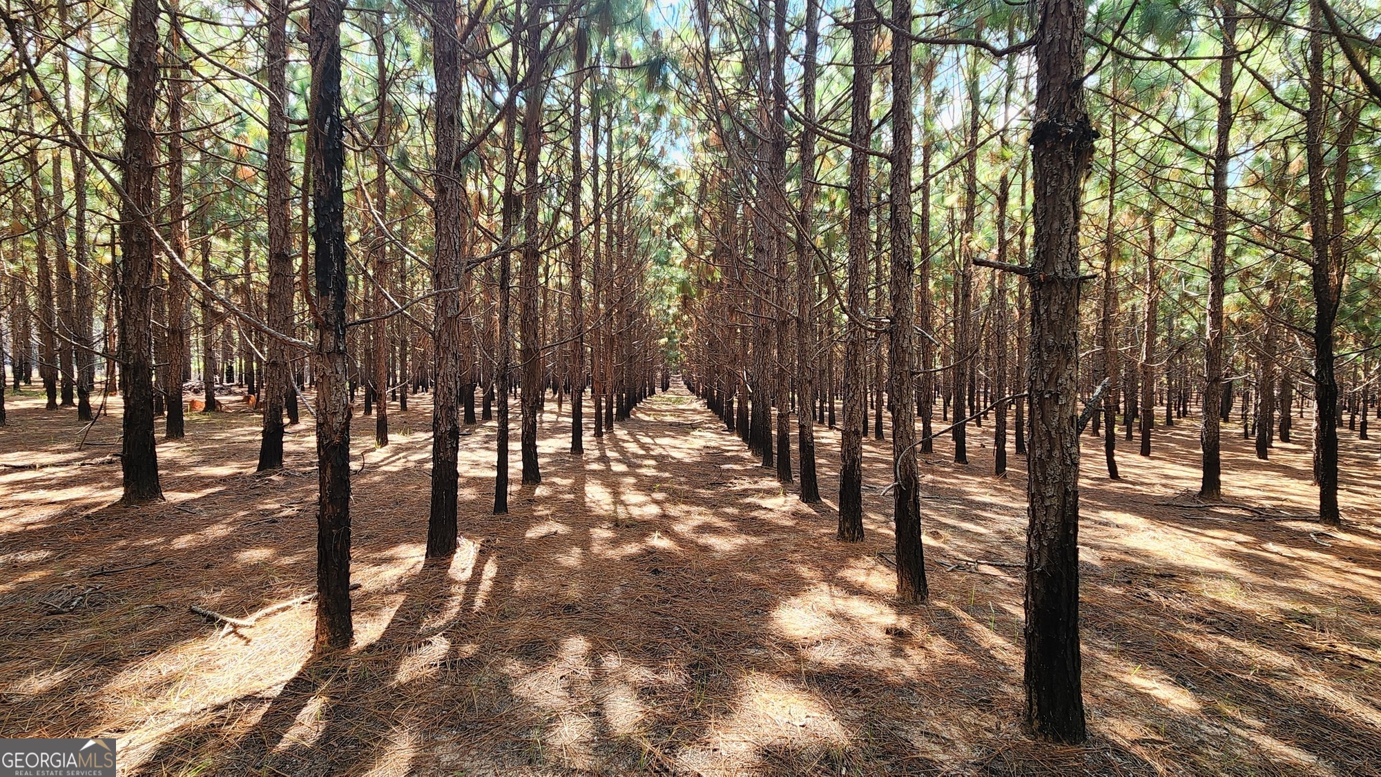 3176 East Centerpoint Road Preston, GA 31824 - Photo 20 of 44 a view of outdoor space with lots of trees