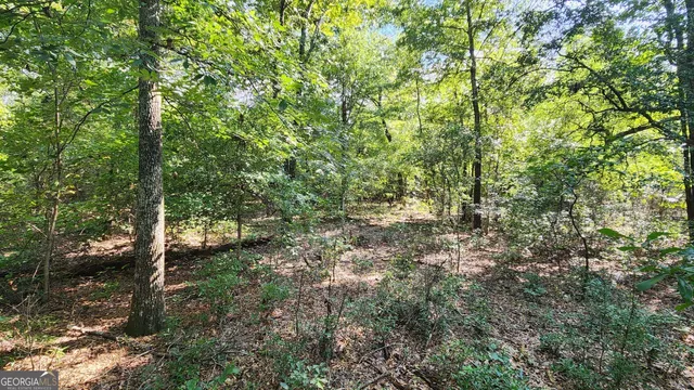 a view of a yard with plants and large trees