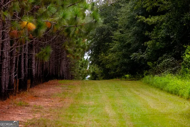 a view of a yard with plants and trees