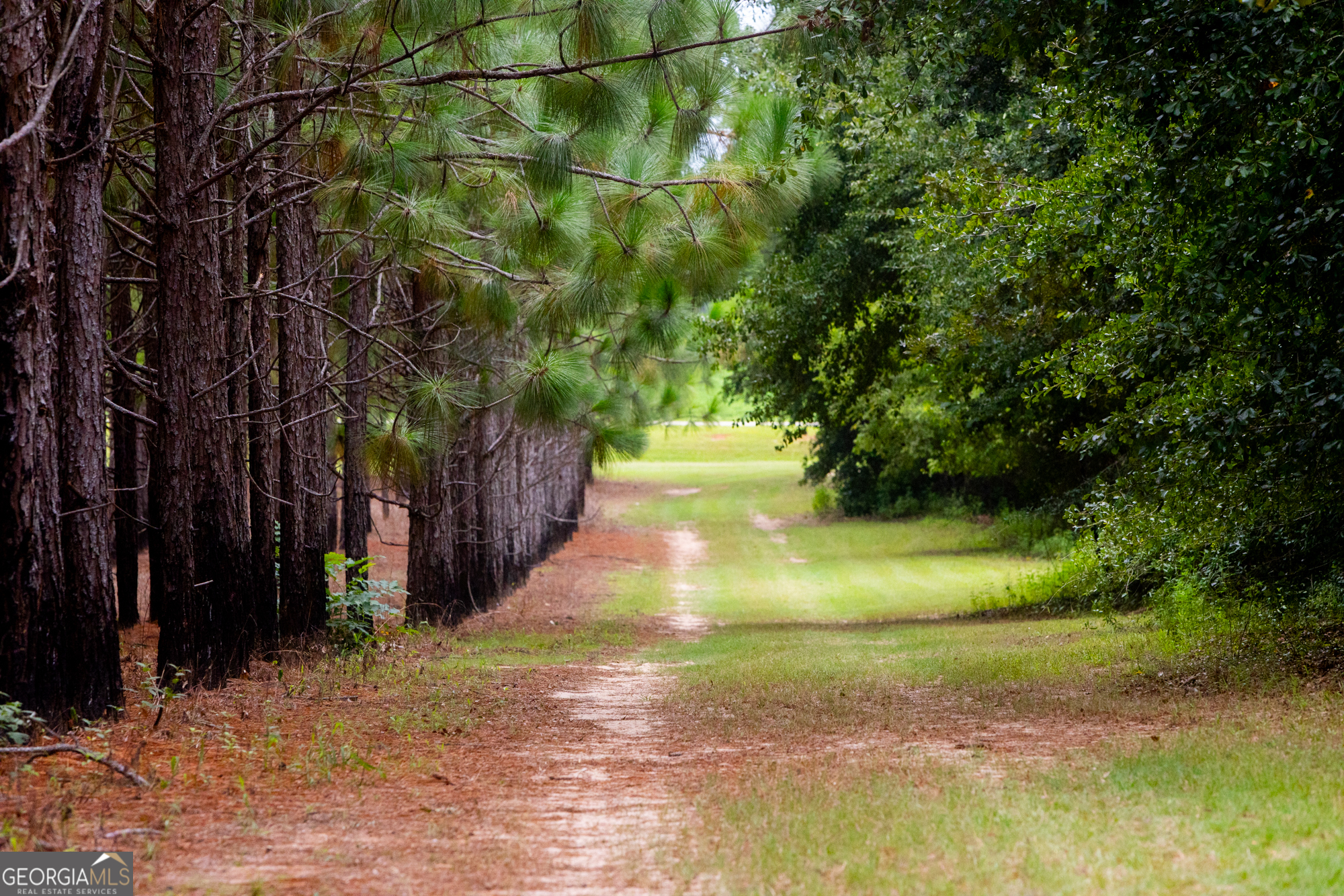 3176 East Centerpoint Road Preston, GA 31824 - Photo 43 of 44 a view of a yard with plants and trees