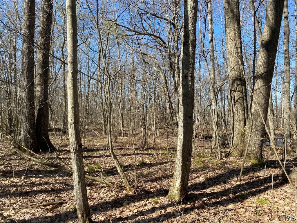 Red Oak
