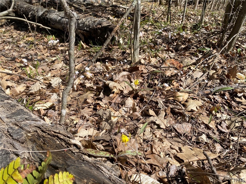 0 Spile Bridge Road Heuvelton, NY 13654 - Photo 11 of 27 Spring Wild Flowers