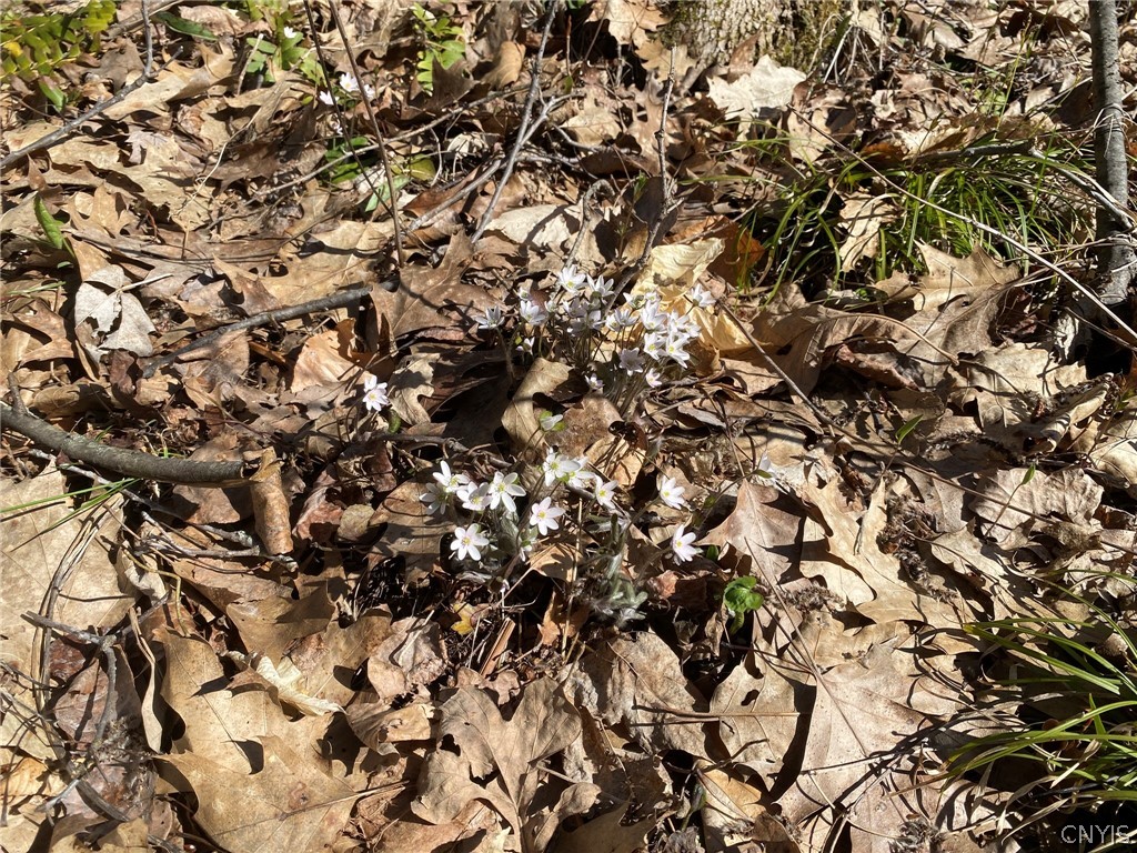 0 Spile Bridge Road Heuvelton, NY 13654 - Photo 12 of 27 Hepatica