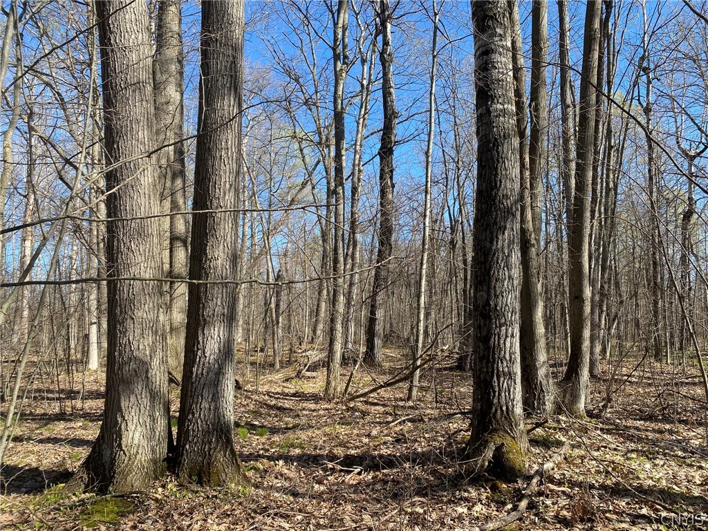 0 Spile Bridge Road Heuvelton, NY 13654 - Photo 14 of 27 Red Oak & Aspen