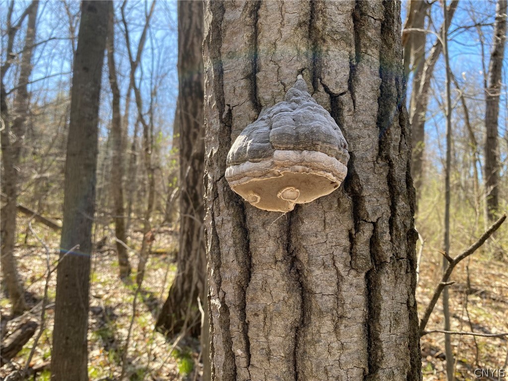 0 Spile Bridge Road Heuvelton, NY 13654 - Photo 16 of 27 Polypore Fungus on Aspen
