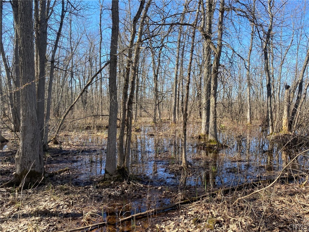 0 Spile Bridge Road Heuvelton, NY 13654 - Photo 17 of 27 White Oak in Spring Wetland