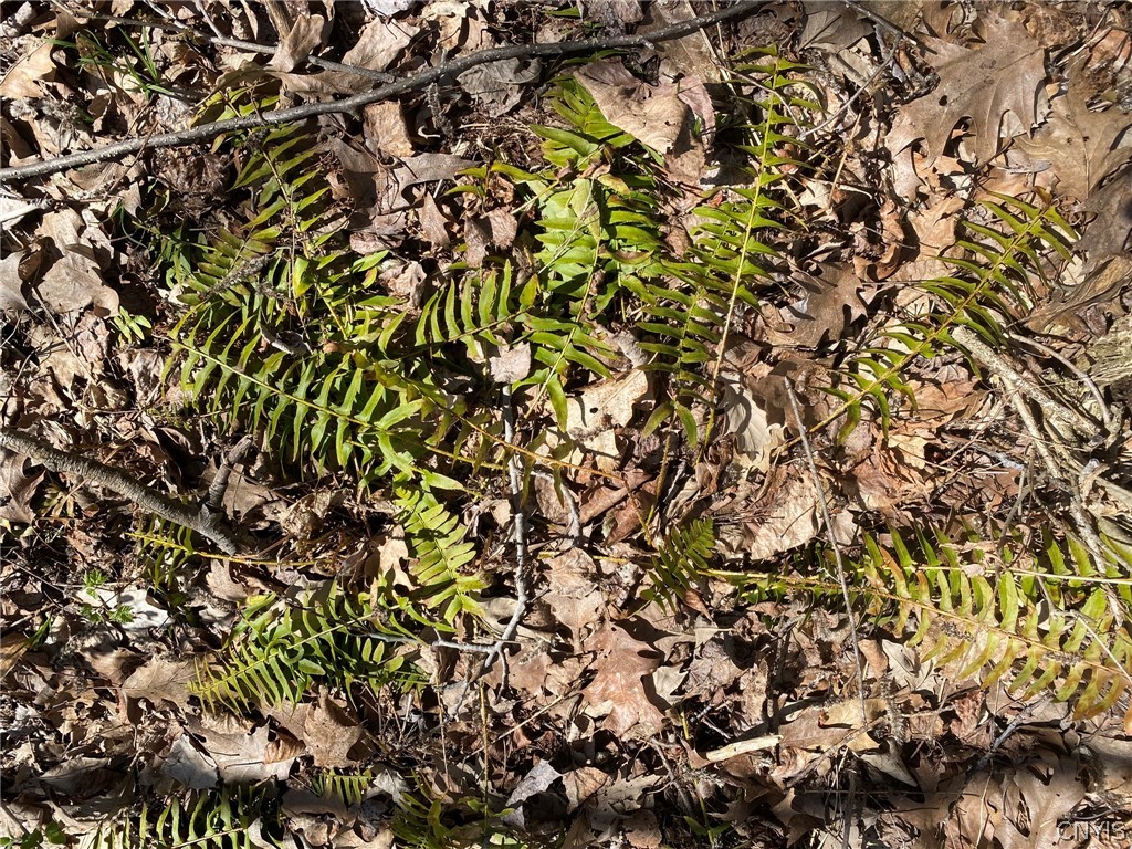 0 Spile Bridge Road Heuvelton, NY 13654 - Photo 18 of 27 Christmas Fern