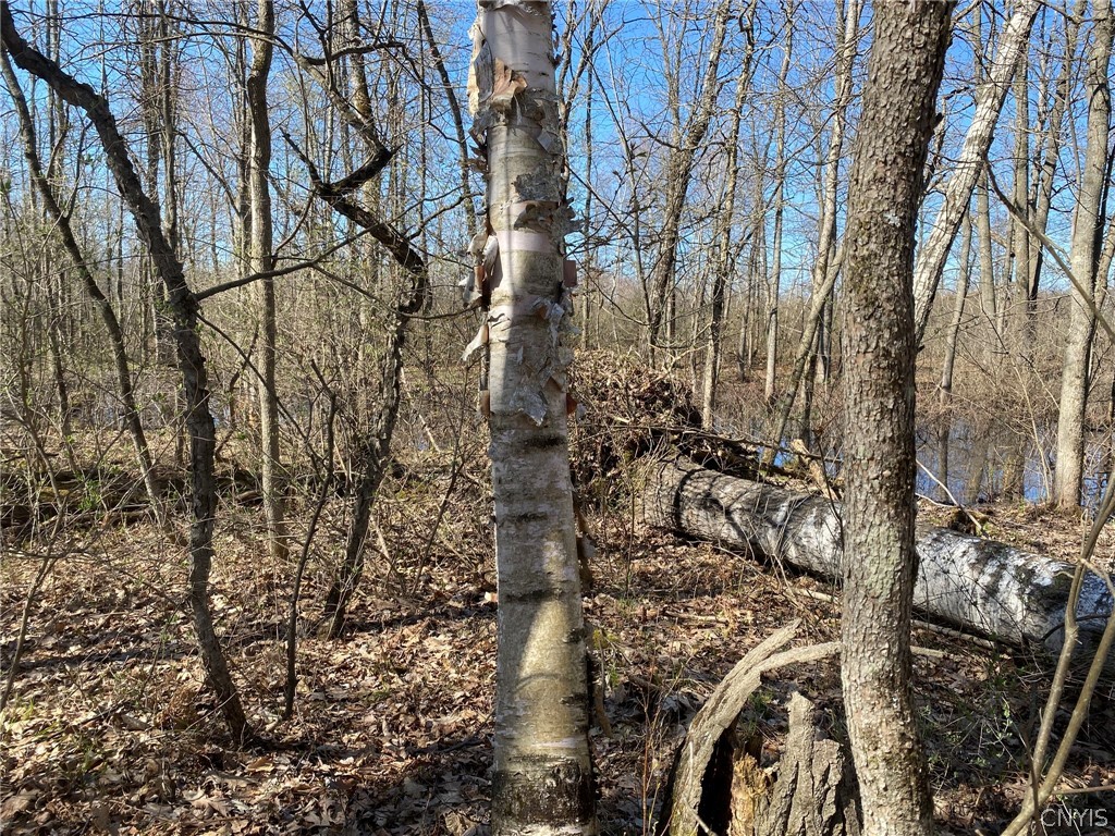 0 Spile Bridge Road Heuvelton, NY 13654 - Photo 19 of 27 Paper Birch