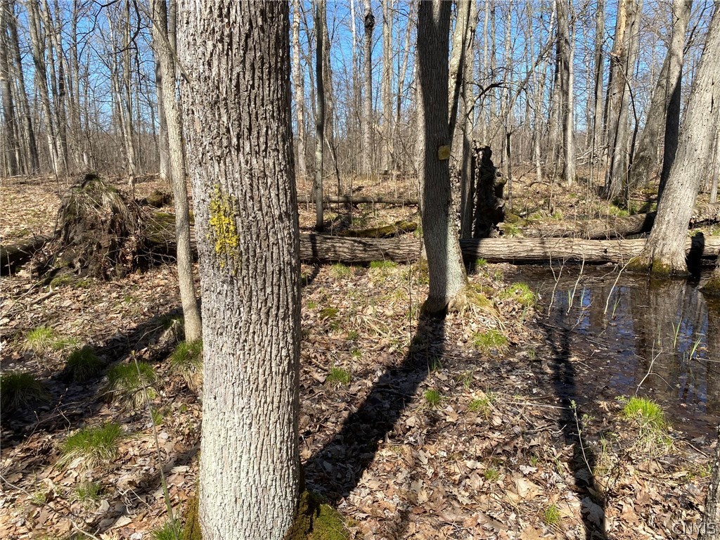0 Spile Bridge Road Heuvelton, NY 13654 - Photo 27 of 27 Approximate East Boundary Line Evidence