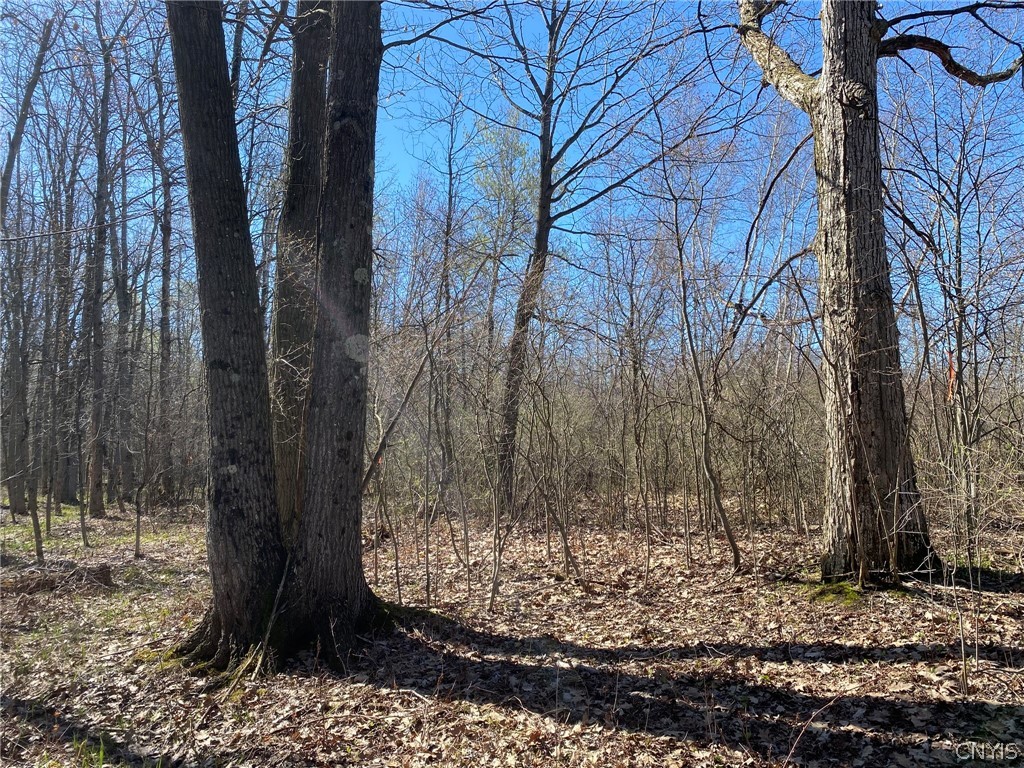0 Spile Bridge Road Heuvelton, NY 13654 - Photo 4 of 27 Red & White Oak