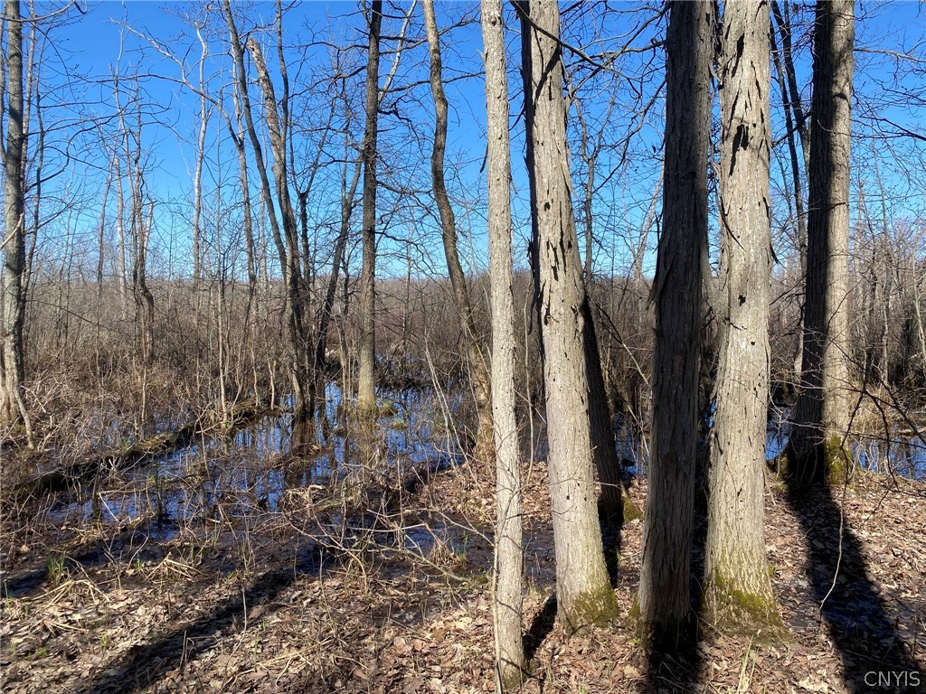 0 Spile Bridge Road Heuvelton, NY 13654 - Photo 7 of 27 Shagbark Hickory