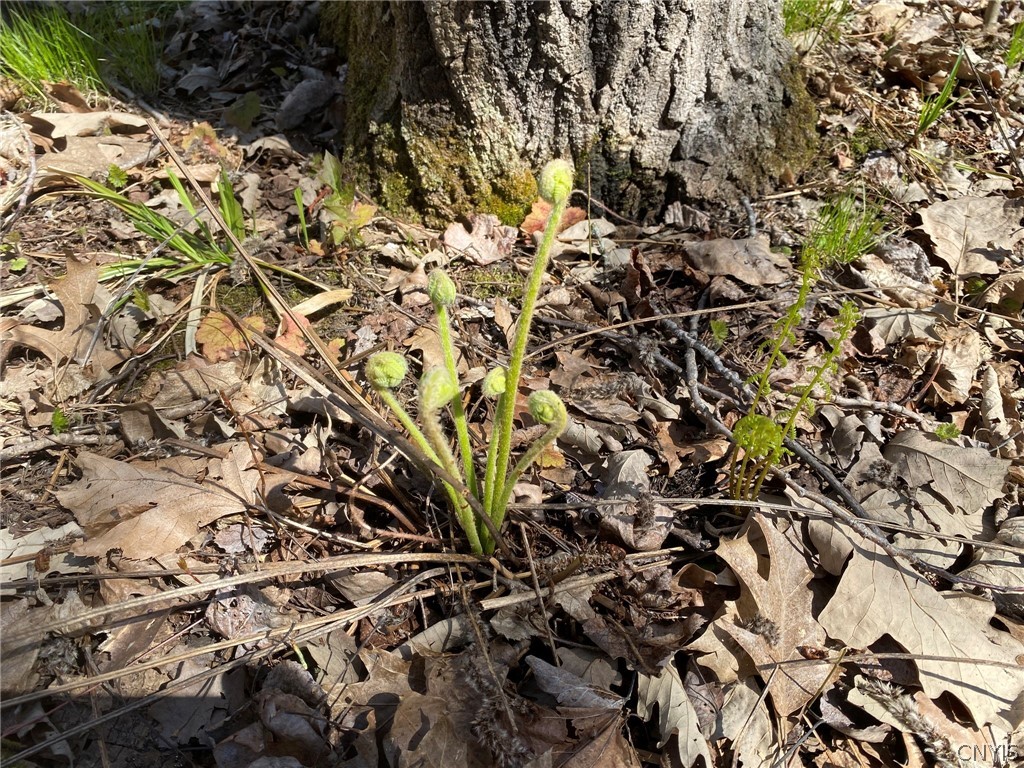 0 Spile Bridge Road Heuvelton, NY 13654 - Photo 8 of 27 Fern Fiddleheads