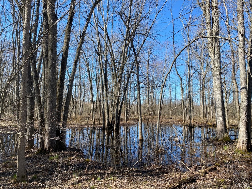 0 Spile Bridge Road Heuvelton, NY 13654 - Photo 10 of 27 Tree Line Along Wetland