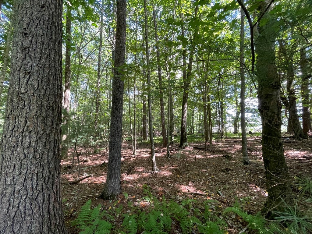 2756 Millstone Road Fancy Gap, VA 24328 - Photo 5 of 19 Gallery Image 5