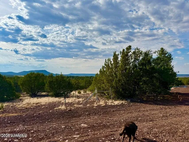 a view of a yard with plants and a bench