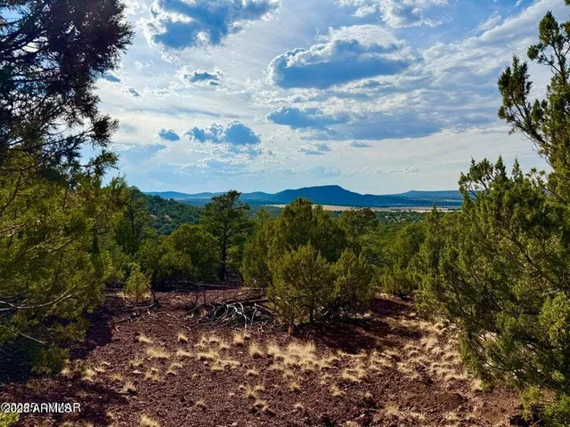a view of a large yard with a large tree