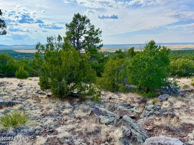 a view of a dry yard with trees