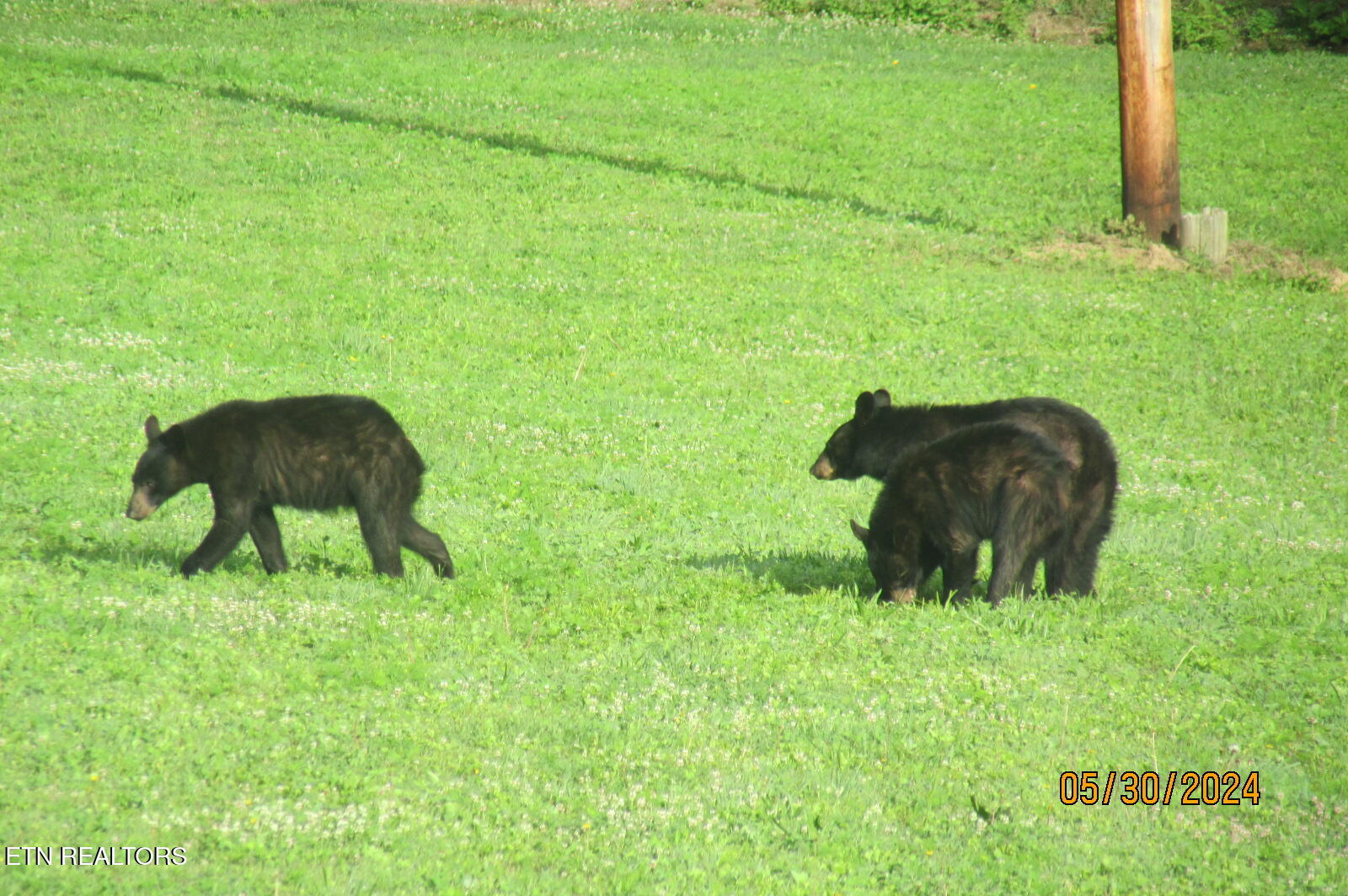 4040 Trail Hollow Road Cosby, TN 37722 - Photo 37 of 60 IMG_2397 8