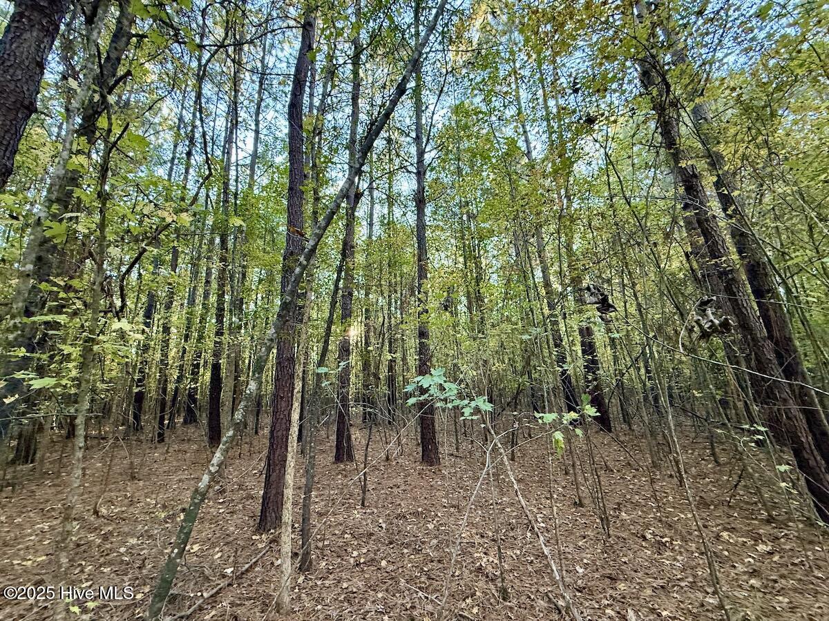 247 Quitsna Road Windsor, NC 27983 - Photo 8 of 30 8
