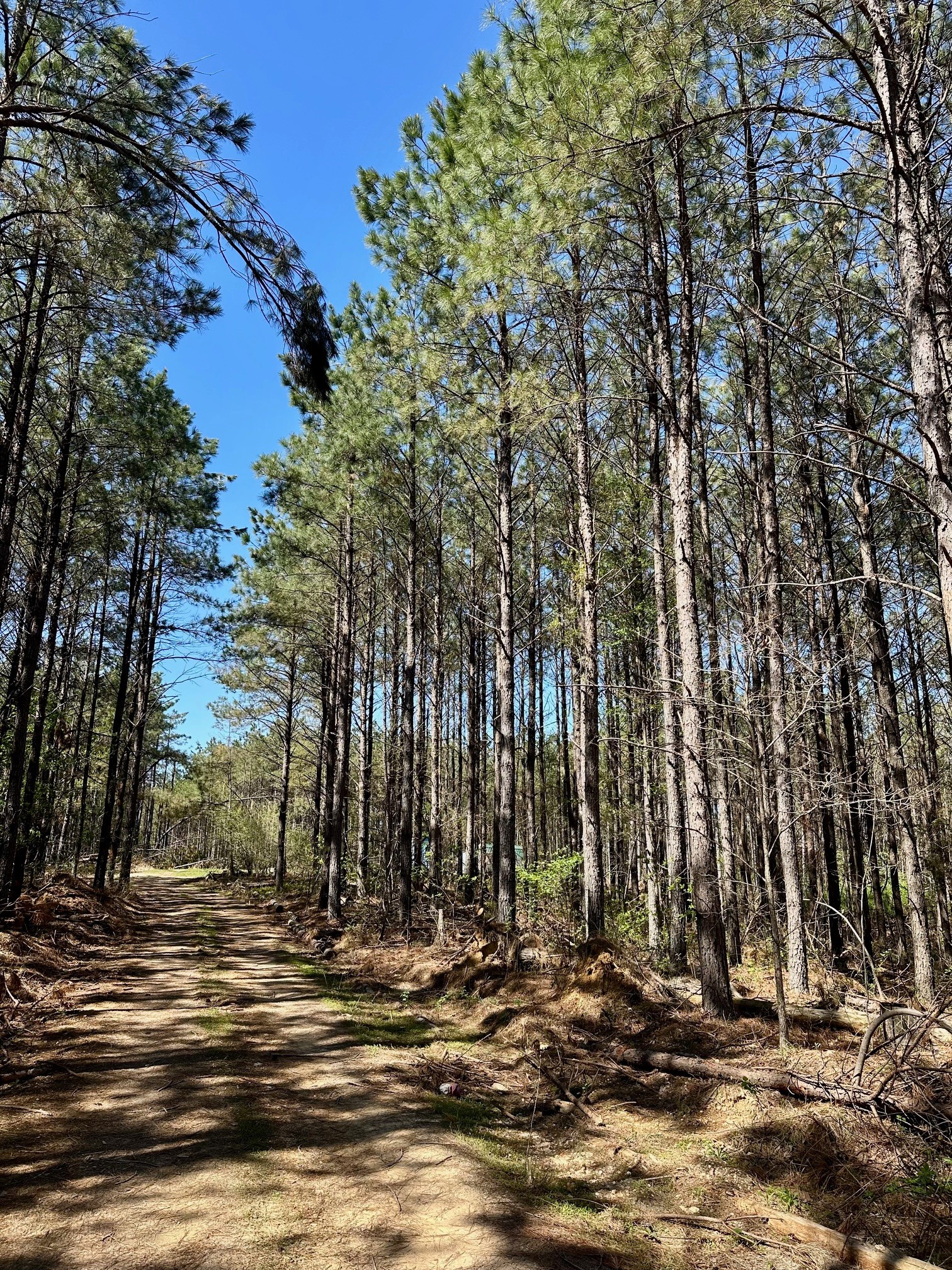 a view of a backyard of the house