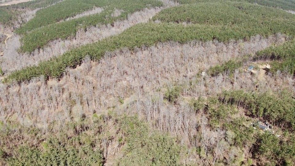 146 Howard Way Hohenwald, TN 38462 - Photo 12 of 14 a view of a lush green forest with water and trees