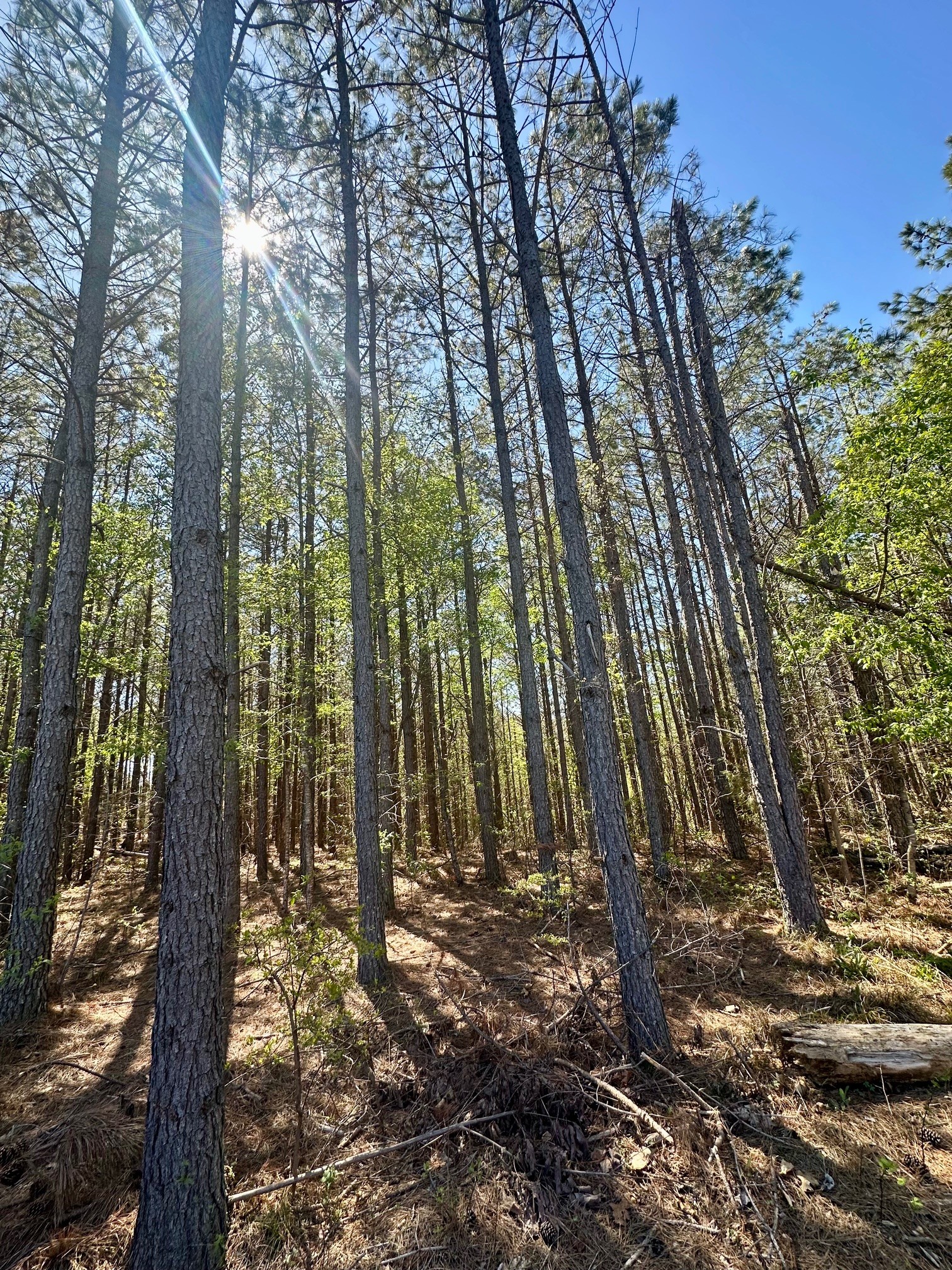 146 Howard Way Hohenwald, TN 38462 - Photo 2 of 14 a view of outdoor space and yard