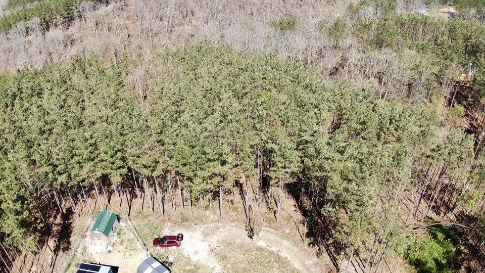 146 Howard Way Hohenwald, TN 38462 - Photo 9 of 14 a view of a yard