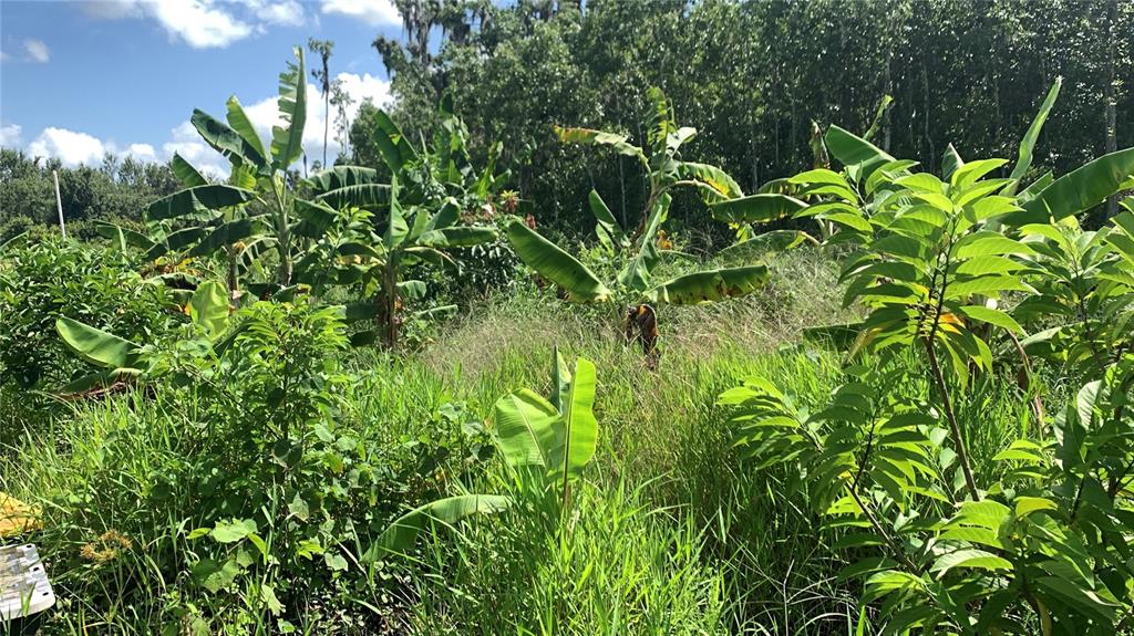 0 Sinkhole Road Fort Meade, FL 33841 - Photo 11 of 28