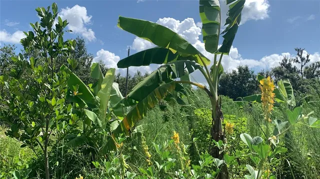 $169,000 | 0 Sinkhole Road, Fort Meade, FL 33841