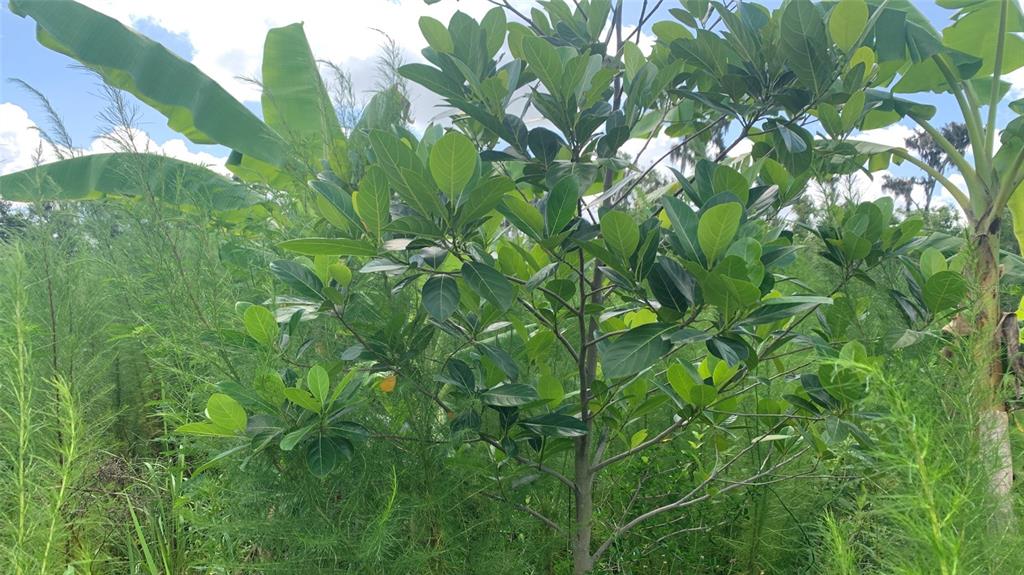 0 Sinkhole Road Fort Meade, FL 33841 - Photo 19 of 28