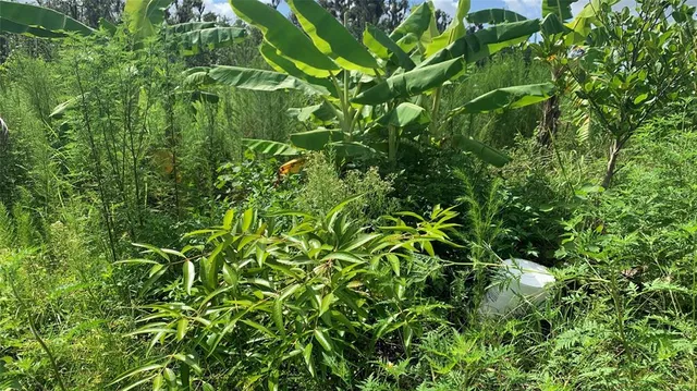 $169,000 | 0 Sinkhole Road, Fort Meade, FL 33841