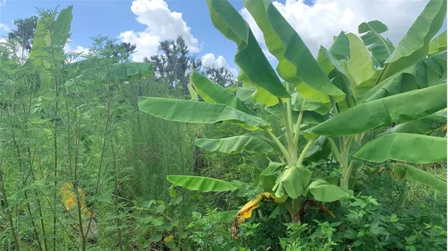 $169,000 | 0 Sinkhole Road, Fort Meade, FL 33841