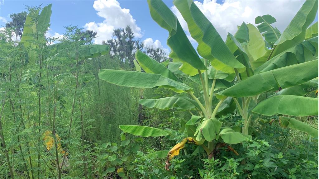 0 Sinkhole Road Fort Meade, FL 33841 - Photo 21 of 28