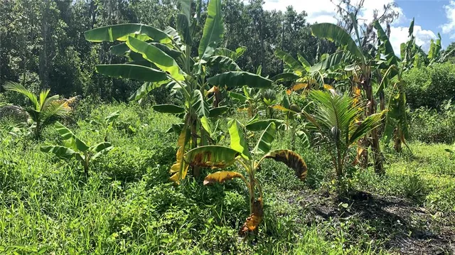 $169,000 | 0 Sinkhole Road, Fort Meade, FL 33841