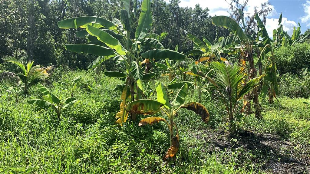 0 Sinkhole Road Fort Meade, FL 33841 - Photo 7 of 28