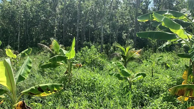 $169,000 | 0 Sinkhole Road, Fort Meade, FL 33841