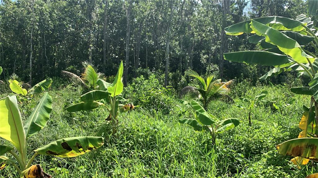 0 Sinkhole Road Fort Meade, FL 33841 - Photo 9 of 28