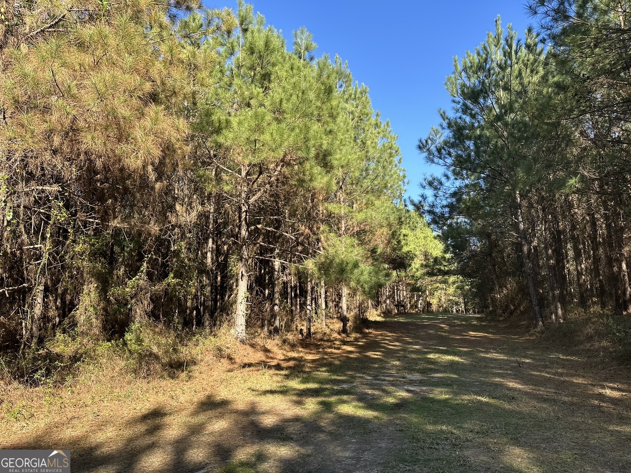 14 Mt Zion Road Gordon, AL 36343 - Photo 1 of 7 a view of trees and yard