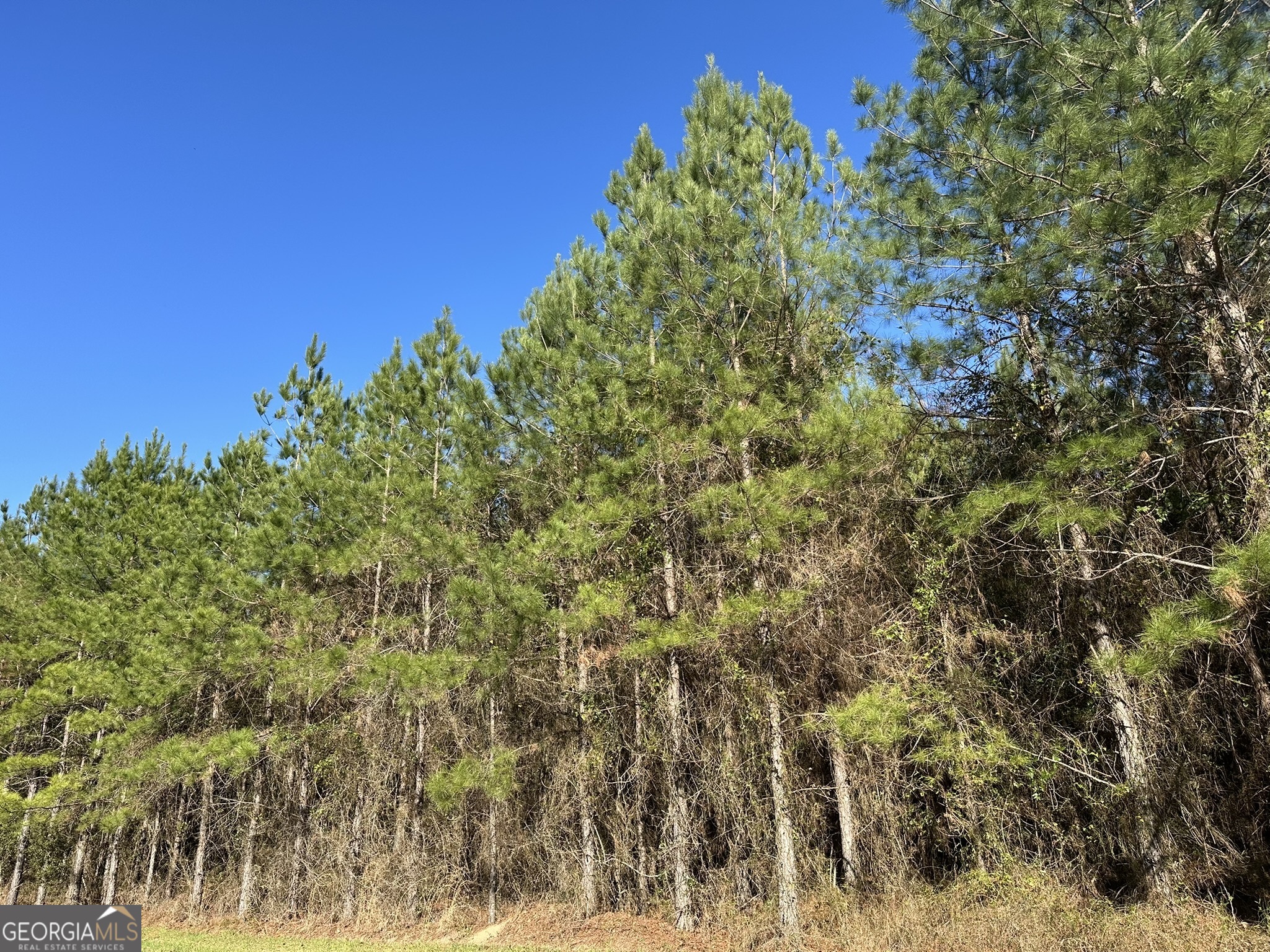 14 Mt Zion Road Gordon, AL 36343 - Photo 2 of 7 a view of a yard