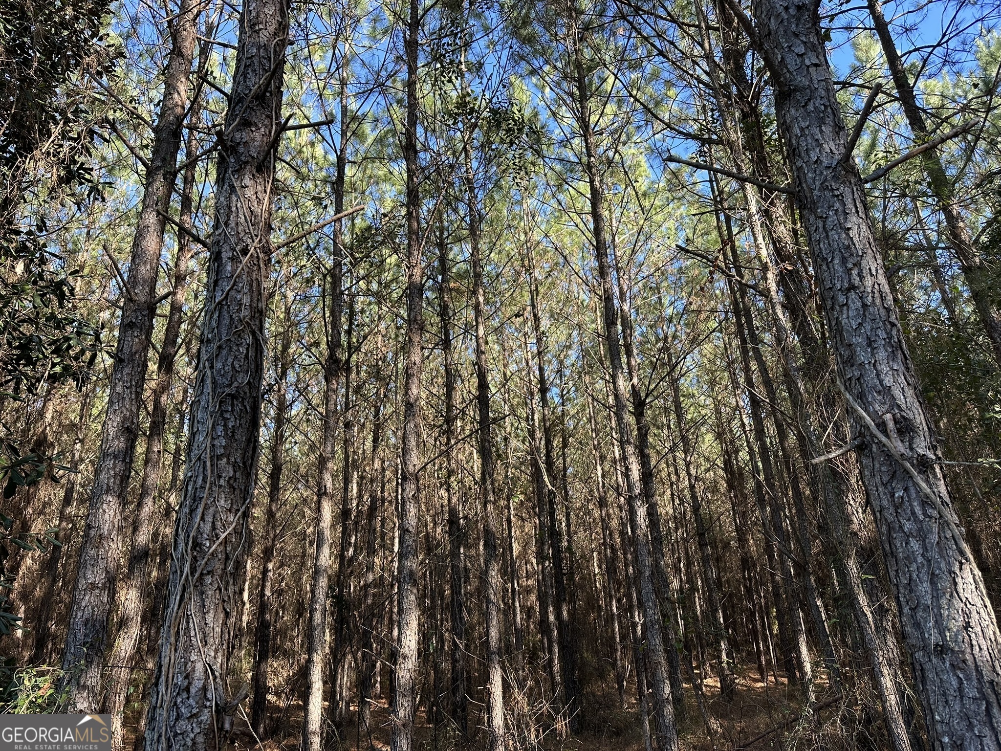 14 Mt Zion Road Gordon, AL 36343 - Photo 5 of 7