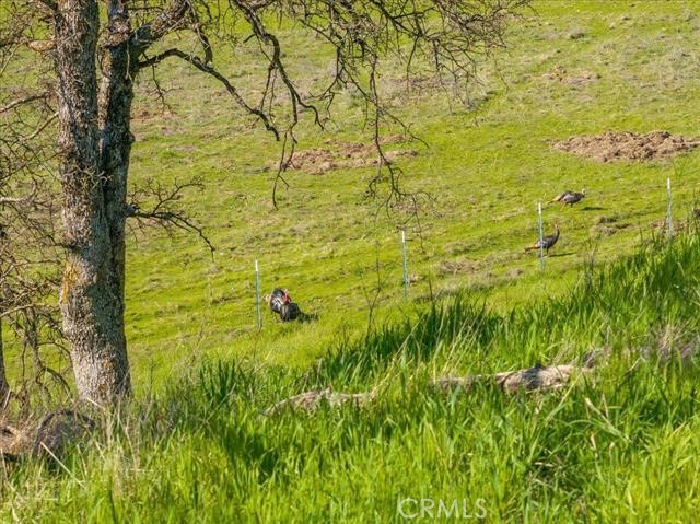 18920 Reeds Creek Road Red Bluff, CA 96080 - Photo 70 of 71