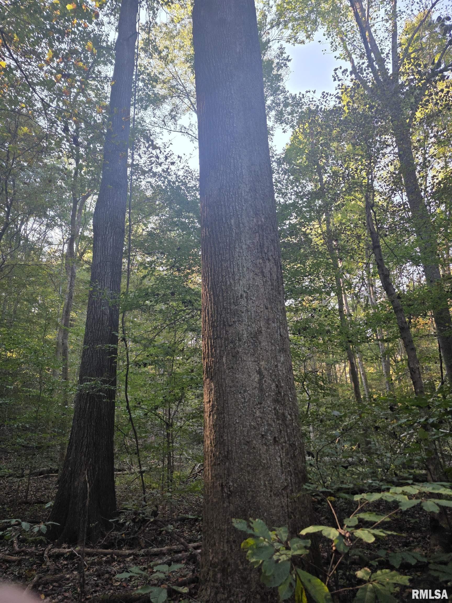 19168 County Line Road Jonesboro, IL 62952 - Photo 12 of 53