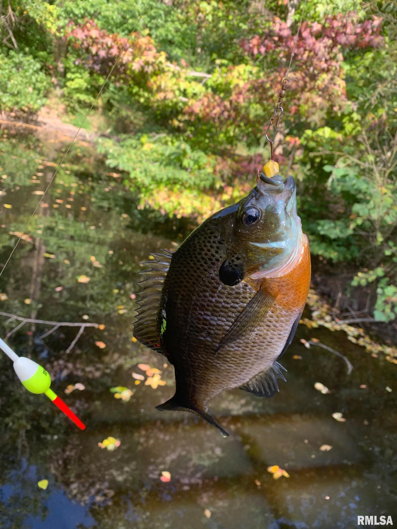 19168 County Line Road Jonesboro, IL 62952 - Photo 18 of 53