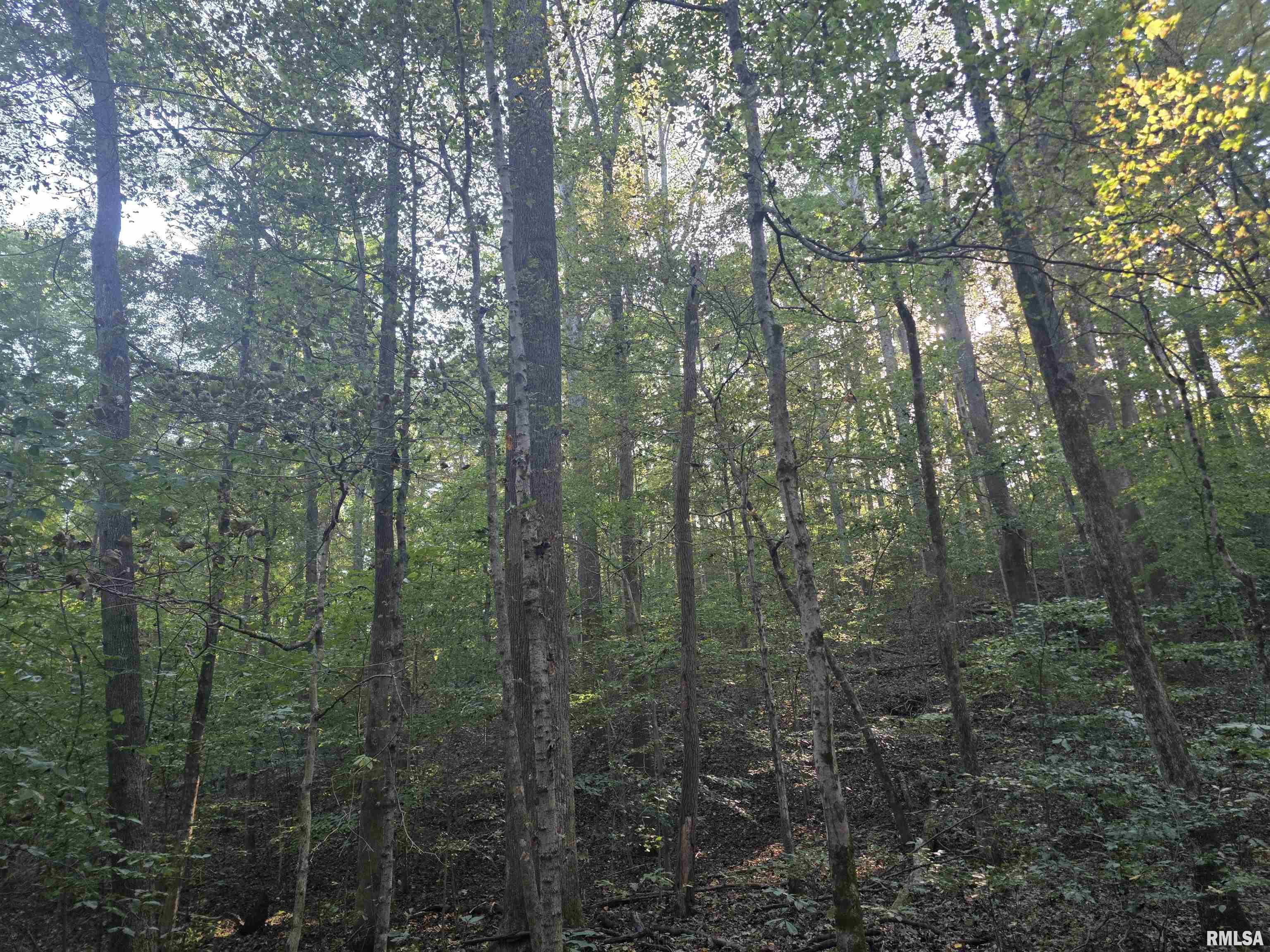 19168 County Line Road Jonesboro, IL 62952 - Photo 19 of 53