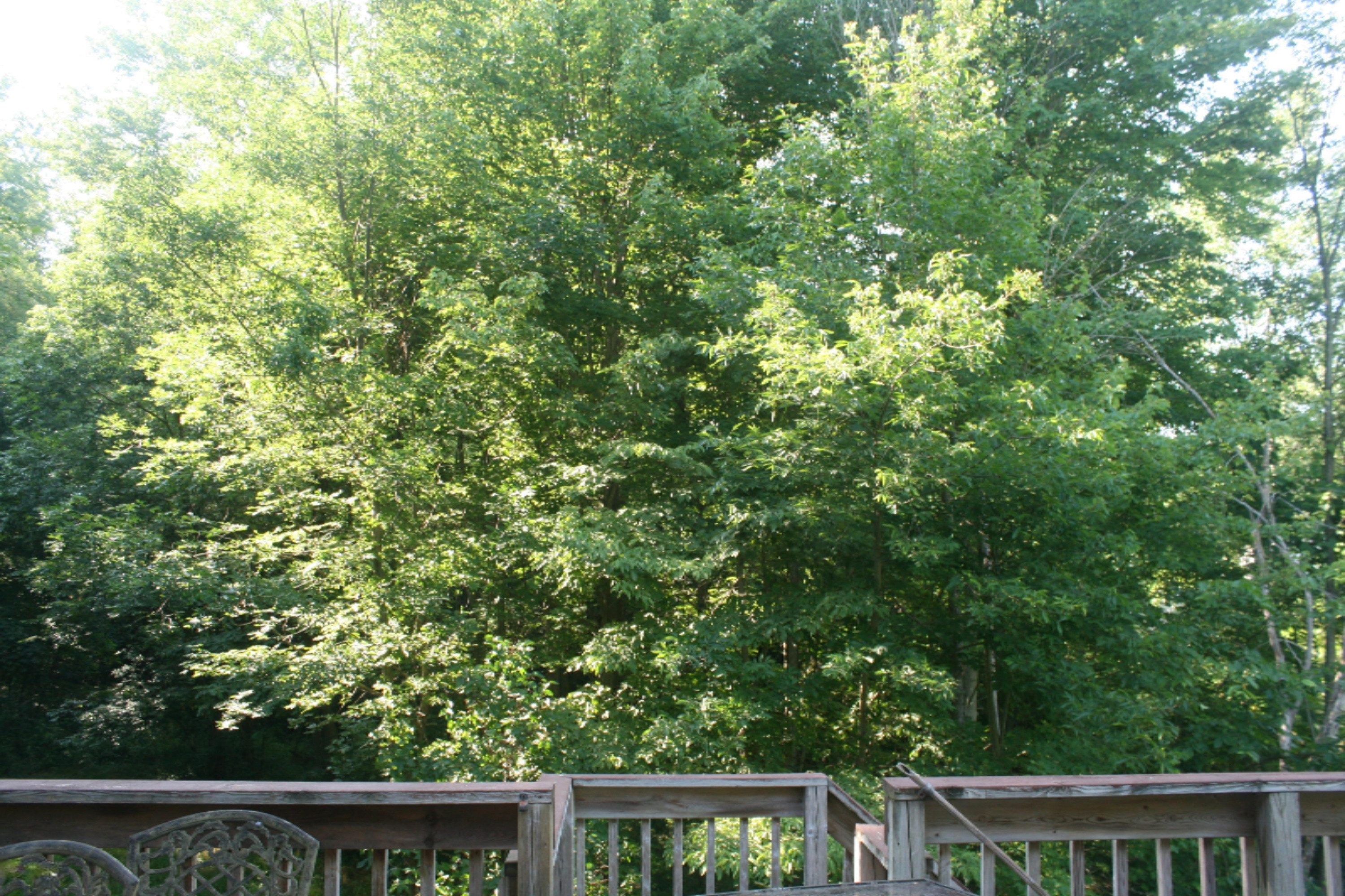 5454 Parmalee Road Middleville, MI 49333 - Photo 6 of 15 IMG_4628