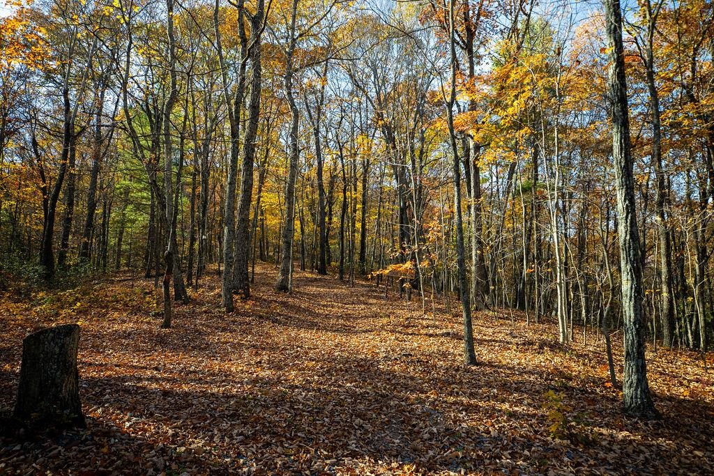Tbd Tbd Mckittricks Road Churchville, VA 24421 - Photo 16 of 60 Gallery Image 16