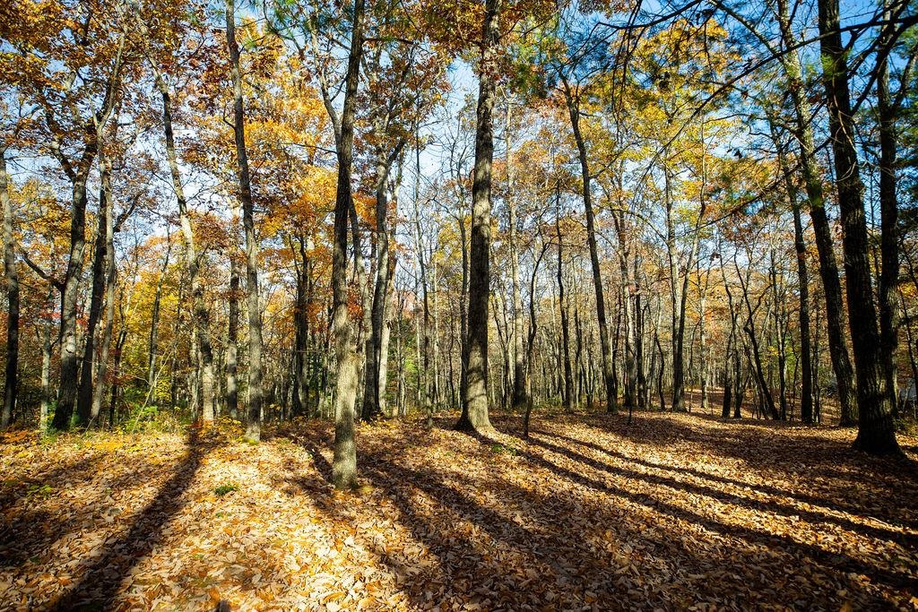 Tbd Tbd Mckittricks Road Churchville, VA 24421 - Photo 26 of 60 Gallery Image 26