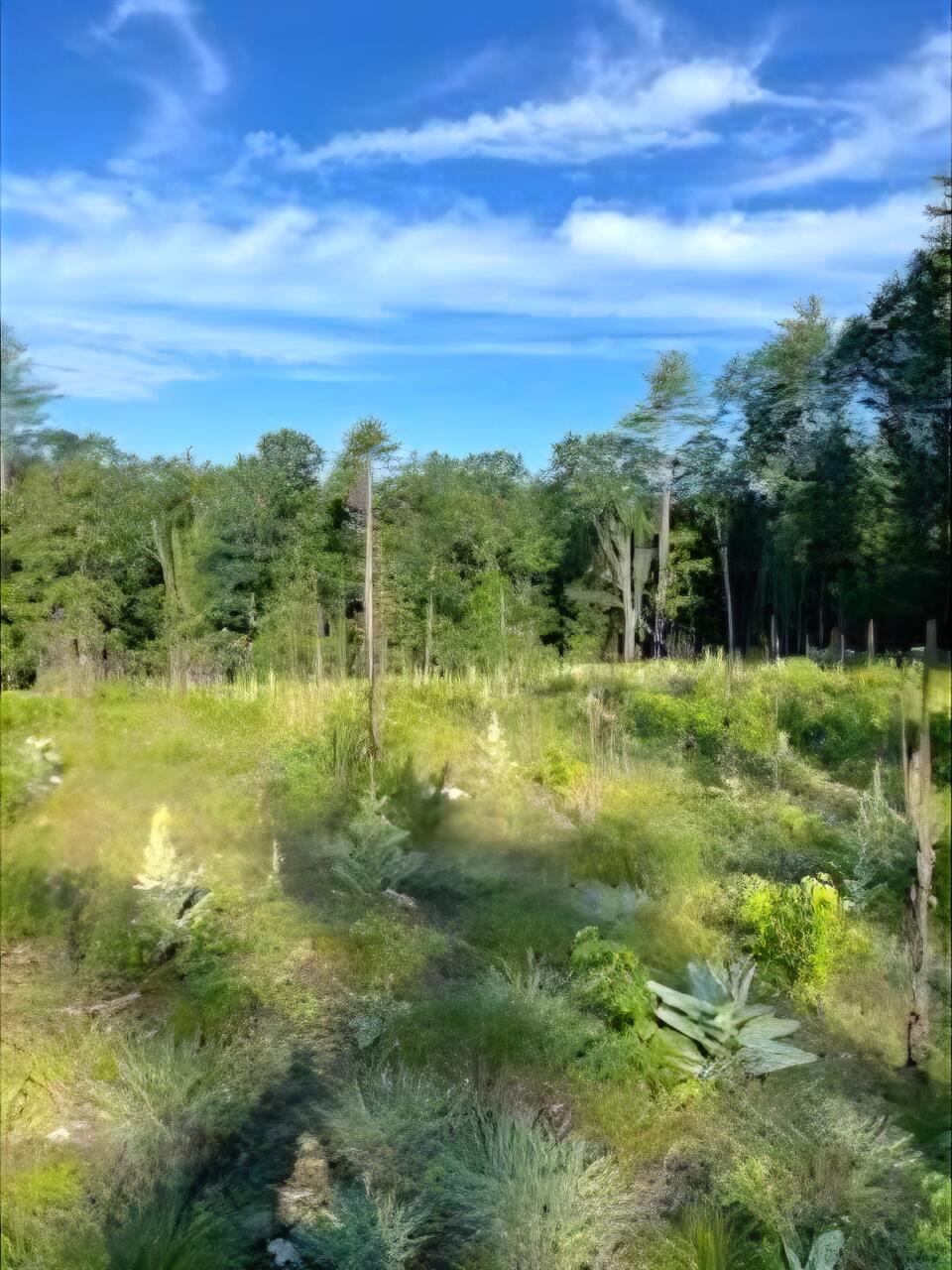 104 Smith Road Mapleton, ME 04757 - Photo 5 of 6 104 Smith Road Lot