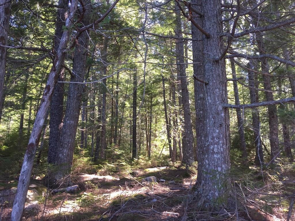0 Bear Hollow Road Calais, ME 04619 - Photo 21 of 27 Photo