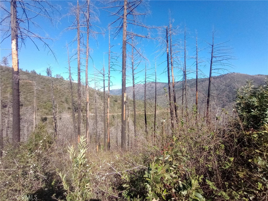 0 Bardees Bar Road Oroville, CA 95965 - Photo 29 of 33 timber